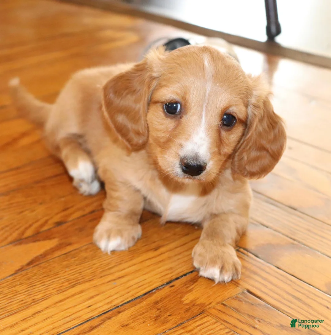 Dachshund dogs for sale: Maggie - Ad 1