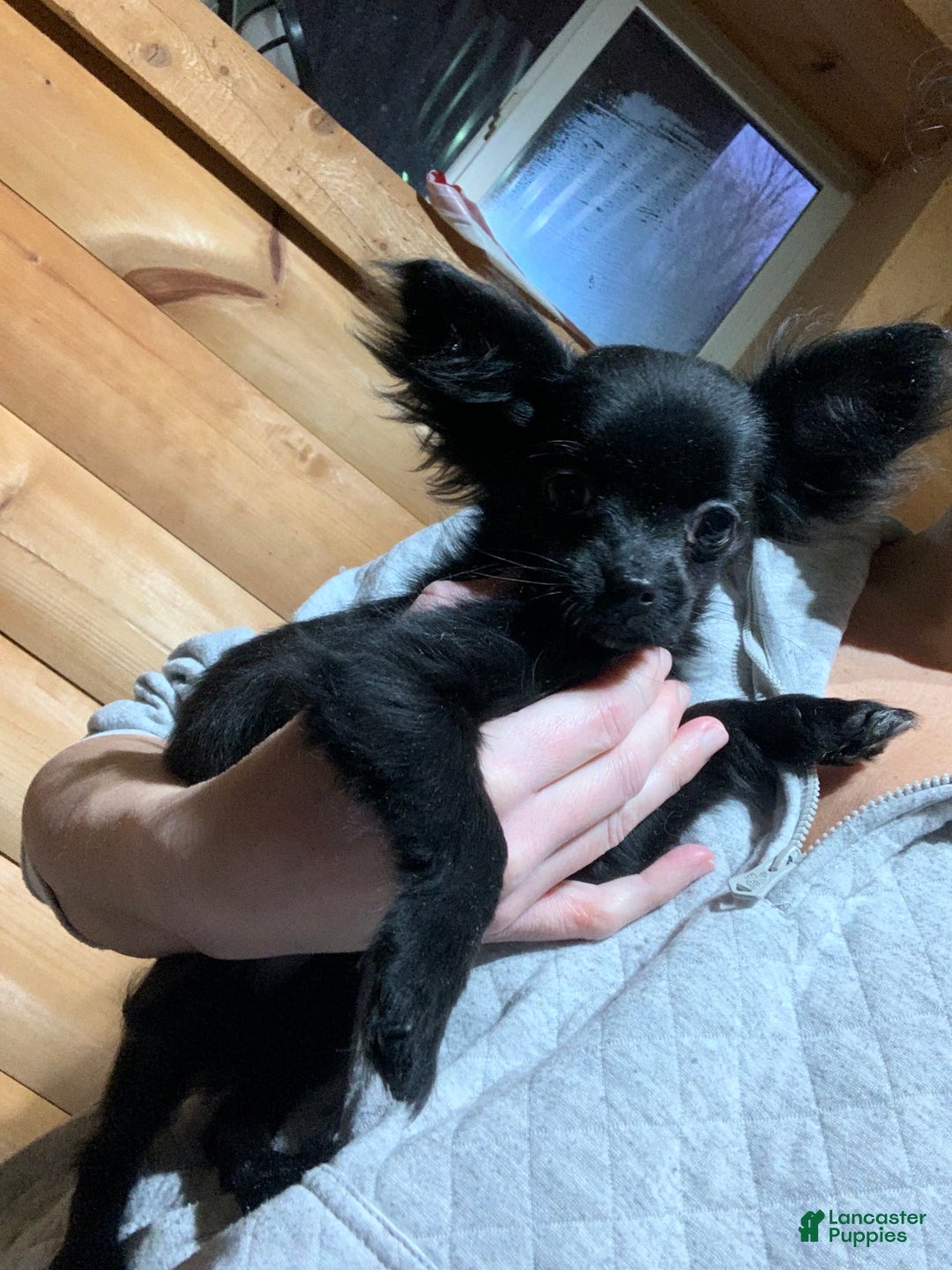 Chihuahua dogs for sale: Chihuahua Puppy 1 - Ad 2