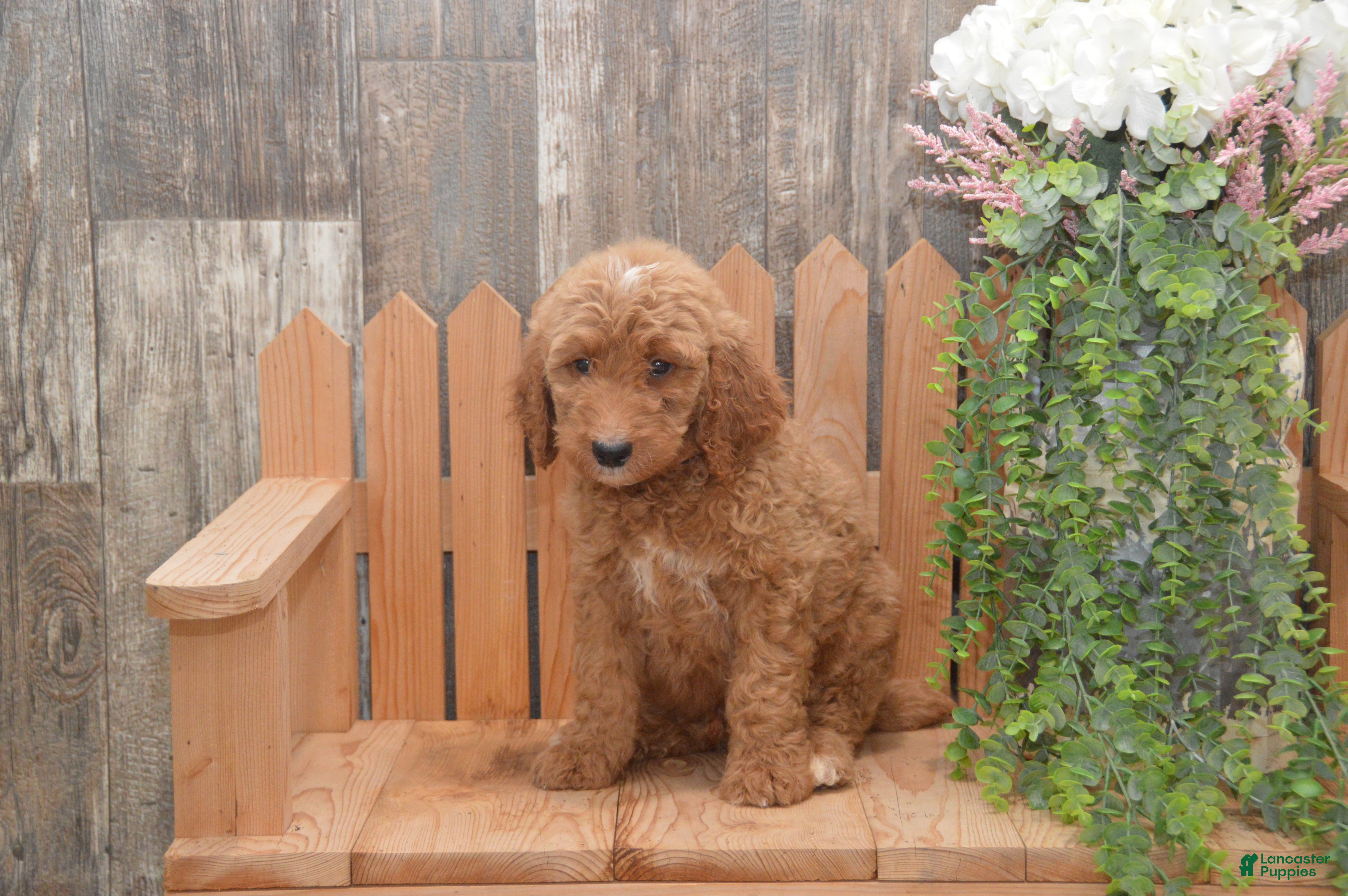 Goldendoodle dogs Sonny - Ad 2