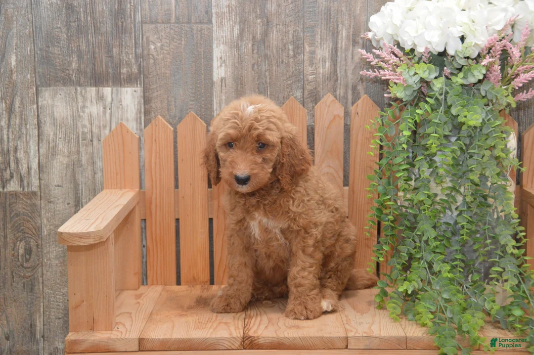 Goldendoodle dogs for sale: Sonny - Ad 2