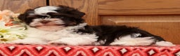 Havanese dogs for sale: Zack - Ad 3