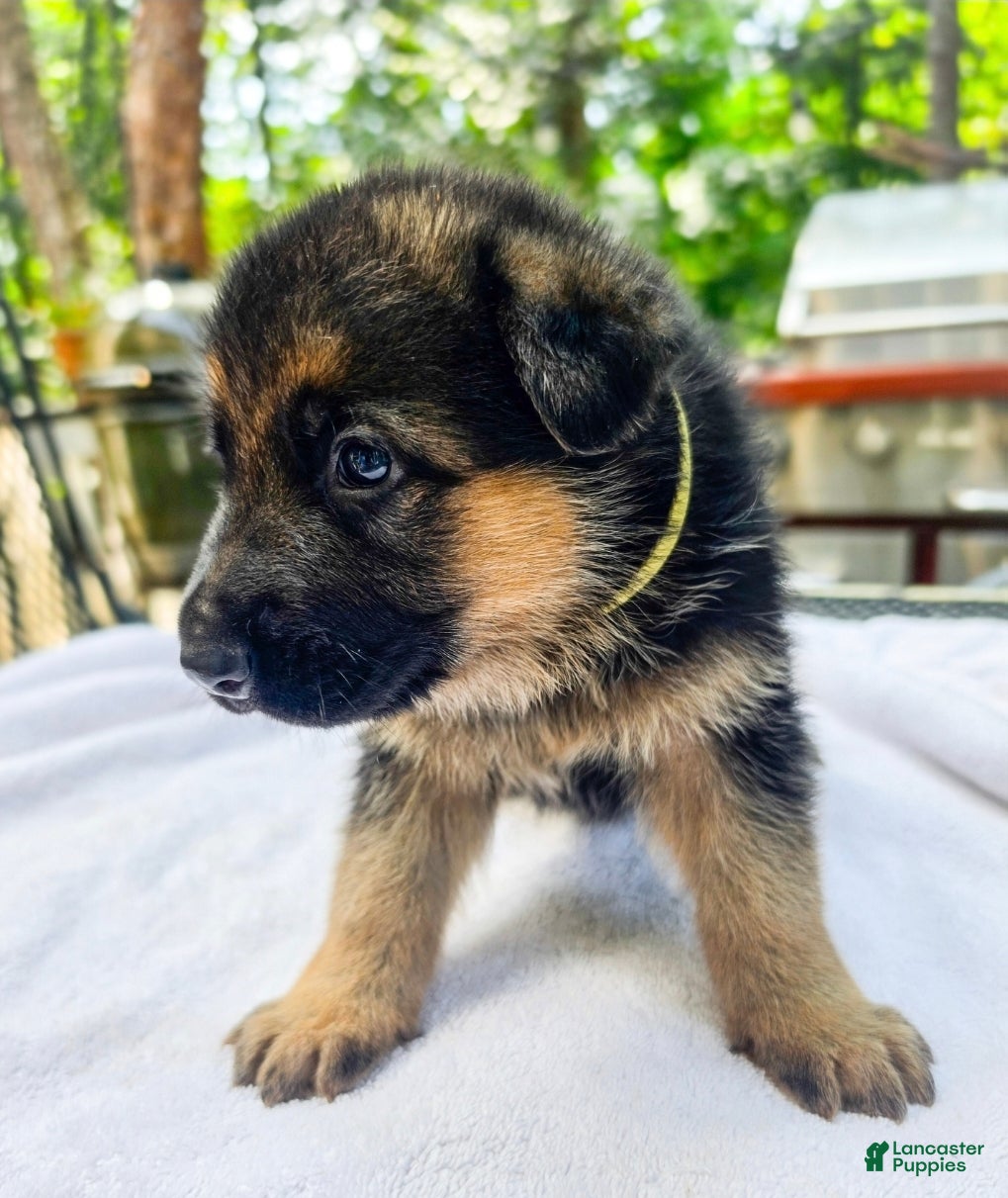 German Shepherd dogs German Shepherd 4 - Ad 42