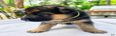 German Shepherd 4
