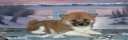 Shiba Inu dogs for sale: Jean - Ad 5
