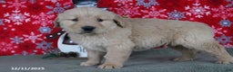 Golden Retriever dogs for sale: Cider - Ad 2