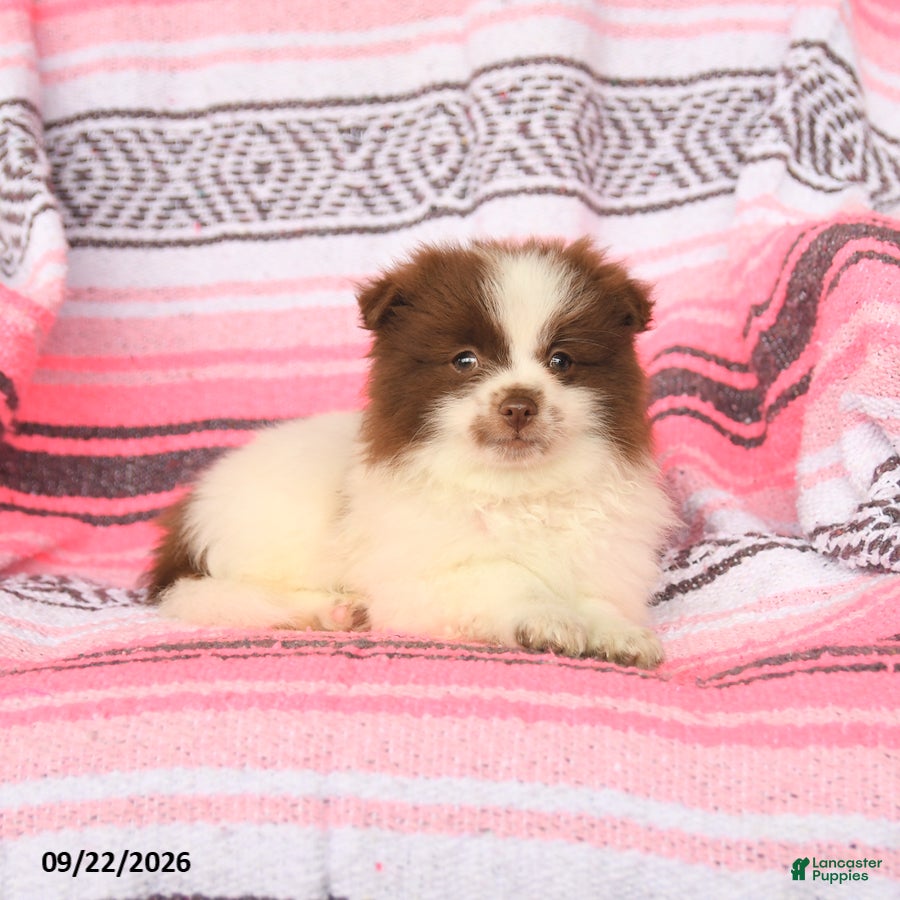 Pomeranian dogs Tinker - Ad 2