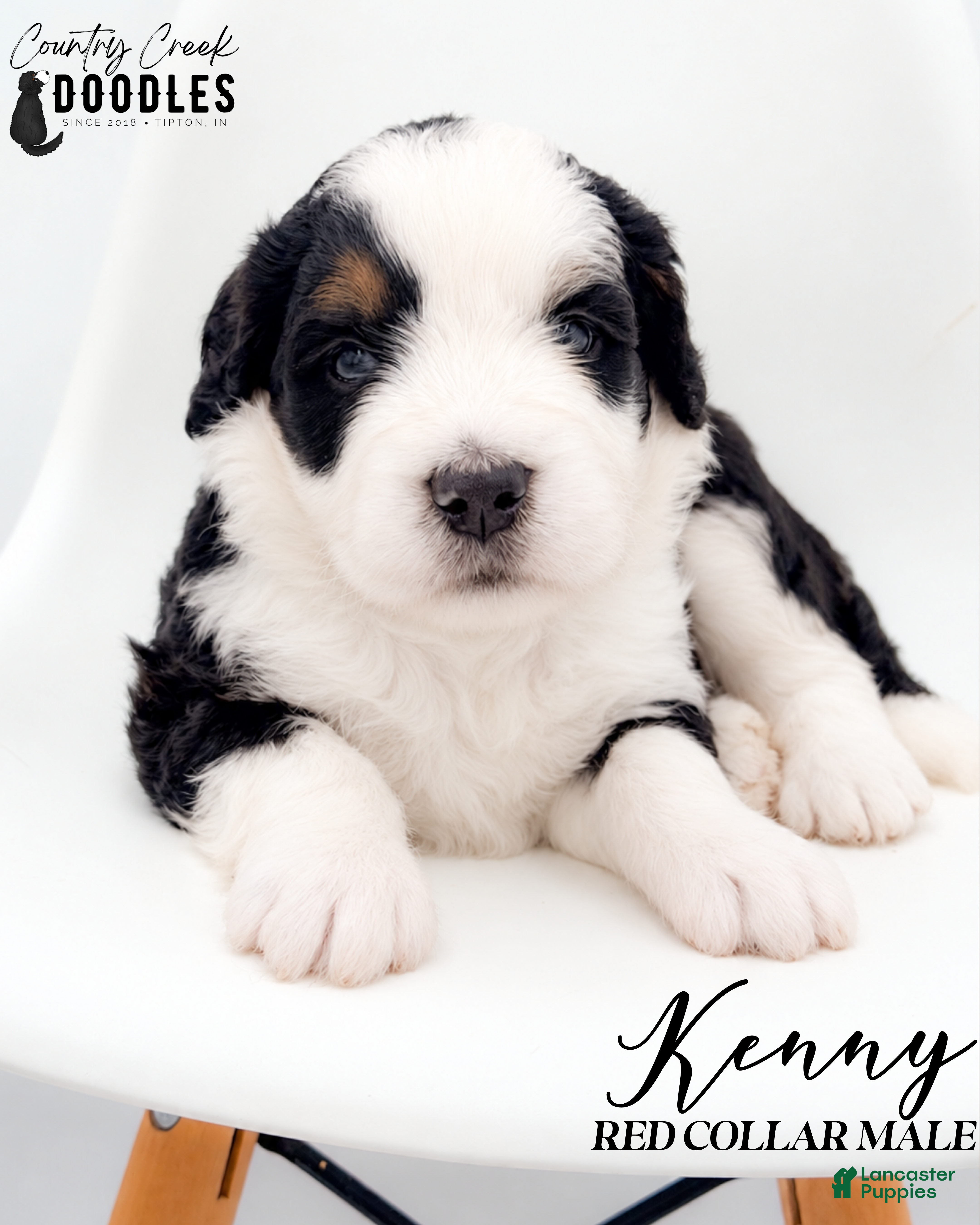Bernedoodle dogs Kenny - Ad 1
