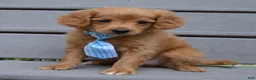 Mini Goldendoodle dogs for sale: Mini Gordon - Ad 5