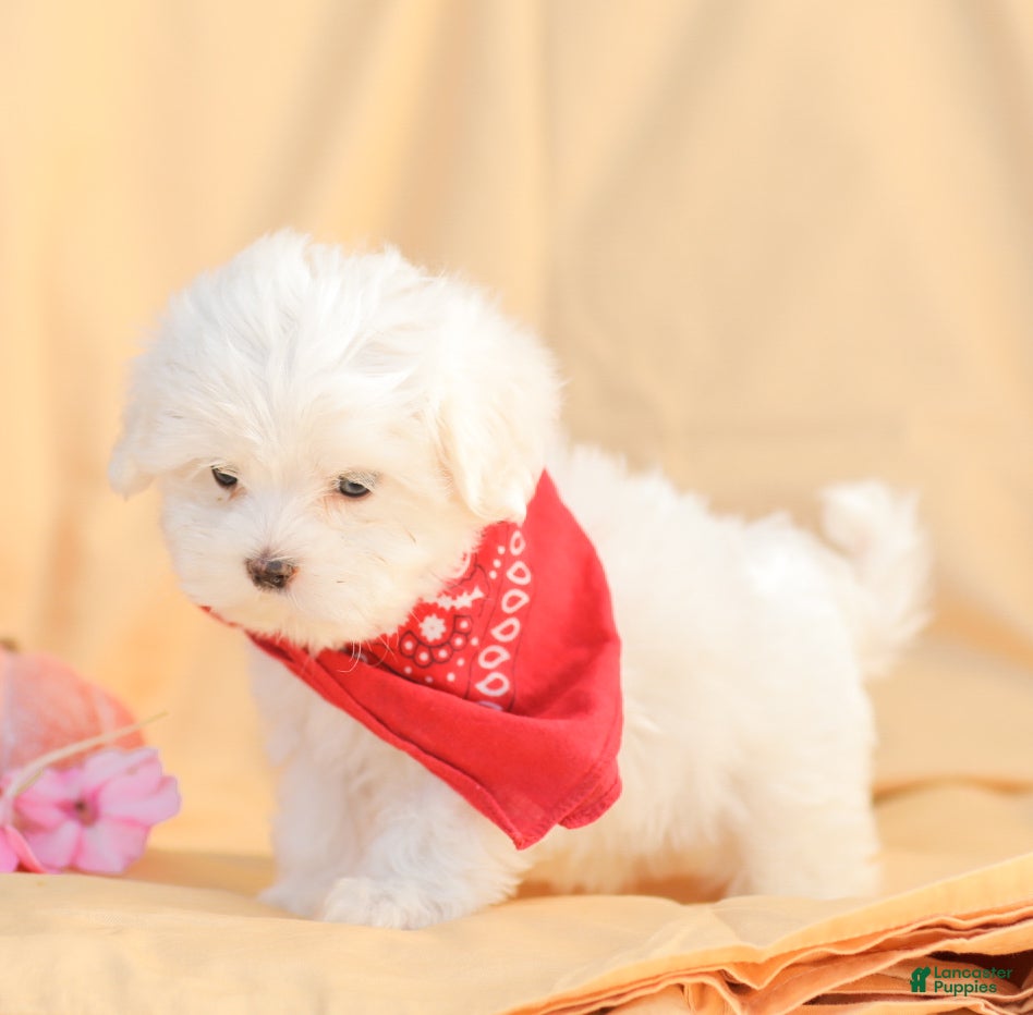 Maltese dogs Benny - Ad 2
