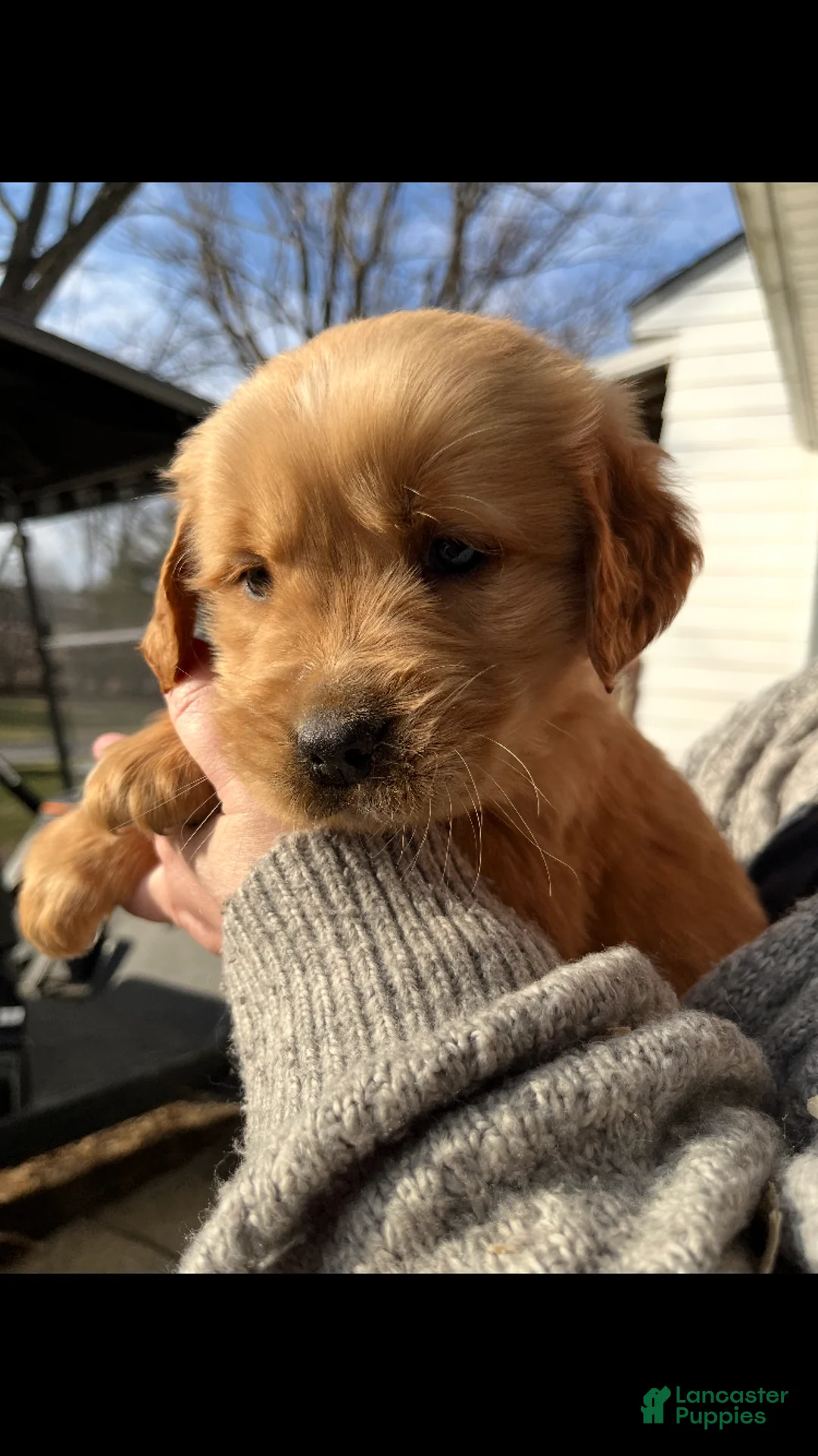 Golden Retriever dogs for sale: Golden Retriever Puppy 6 - Ad 1