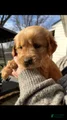 Golden Retriever Puppy 6