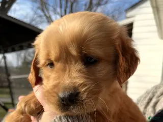 Golden Retriever dogs for sale: Golden Retriever Puppy 6 - Ad 1