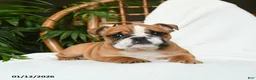 English Bulldog dogs for sale: Mayhem - Ad 7