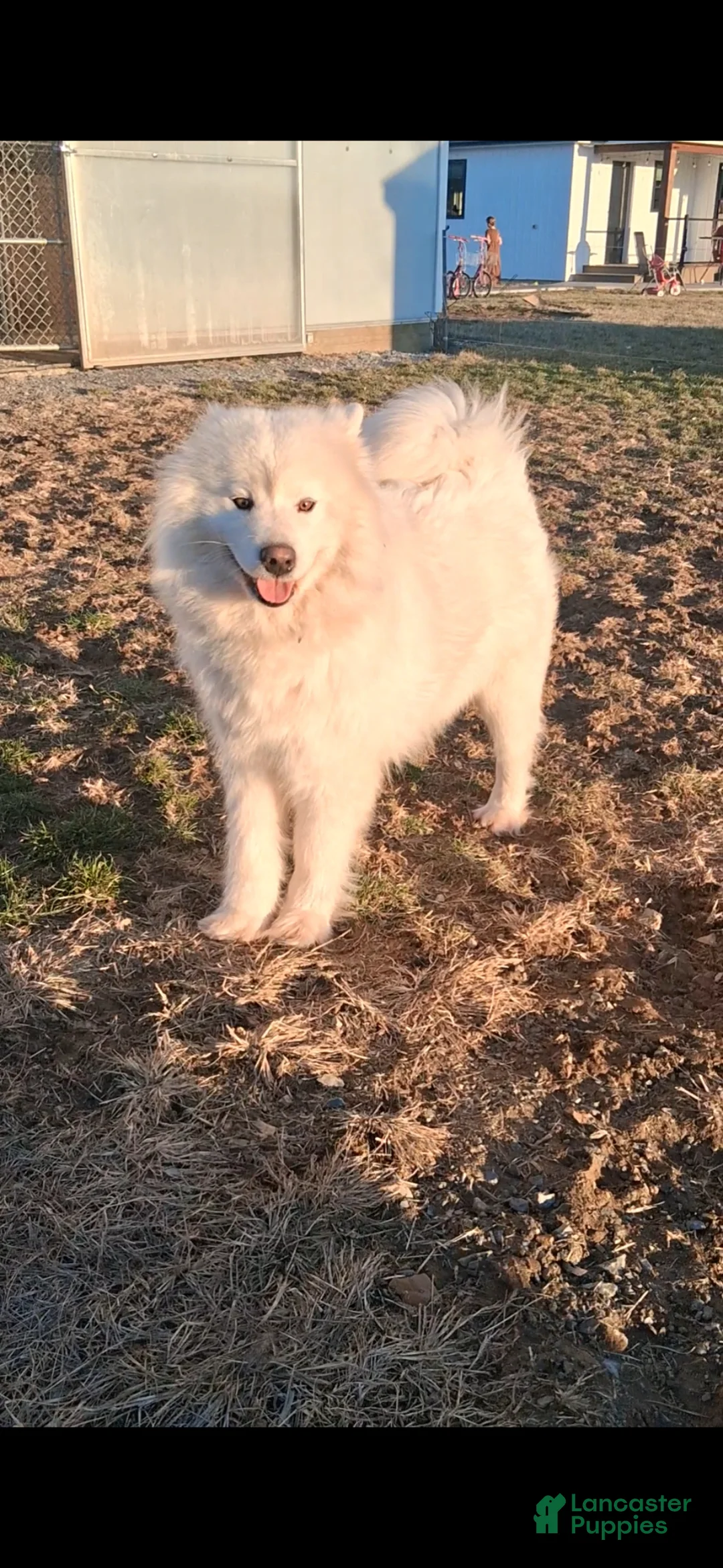Samoyed dogs for sale: Flash - Ad 5