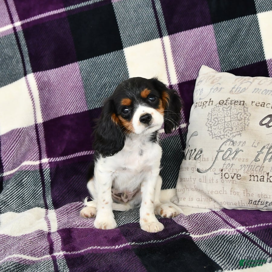 Cavalier King Charles Spaniel dogs Oliver - Ad 2