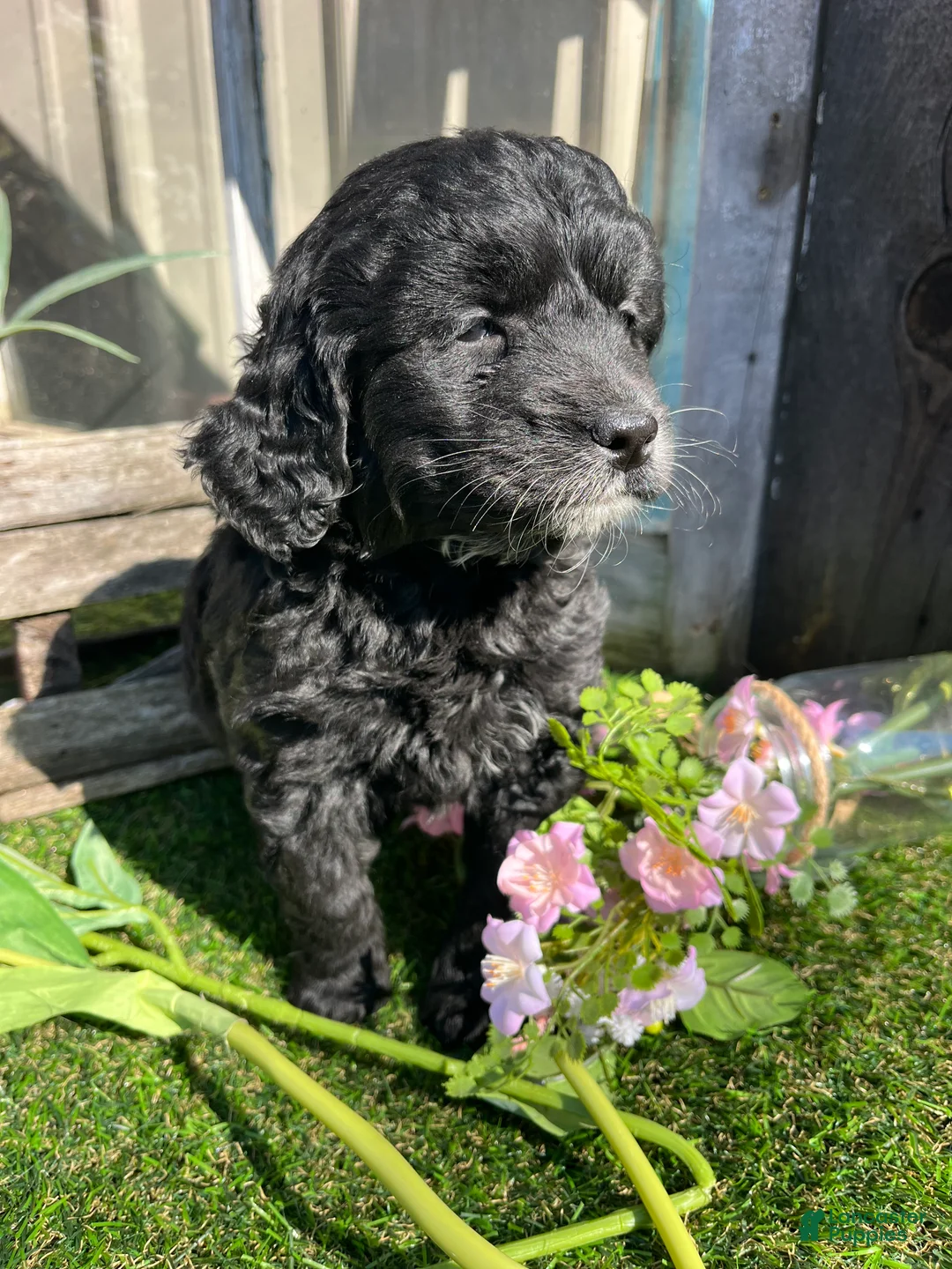 Mini Goldendoodle dogs for sale:  Rosie - Ad 1