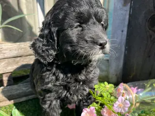 Mini Goldendoodle dogs for sale: Rosie - Ad 1