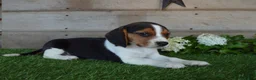 Beagle dogs for sale: Annie - Ad 3