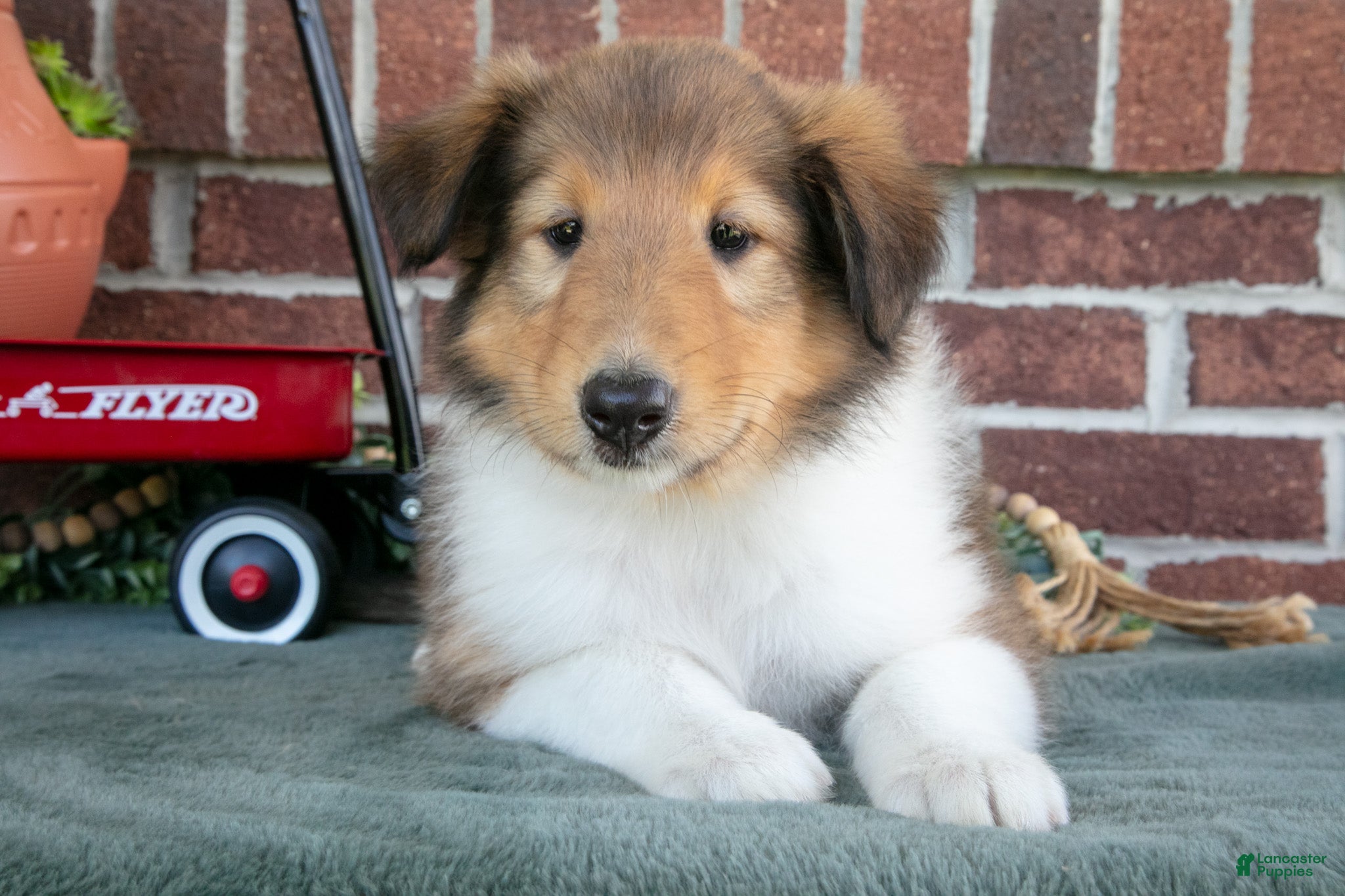 Collie dogs Jane - Ad 2