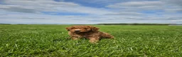 Mini Goldendoodle dogs for sale: Brady - Ad 6