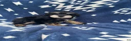 Miniature Schnauzer dogs for sale: AkcBella - Ad 6