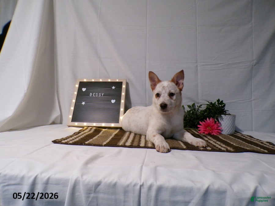 Australian Cattle Dog dogs Bessy - Ad 2