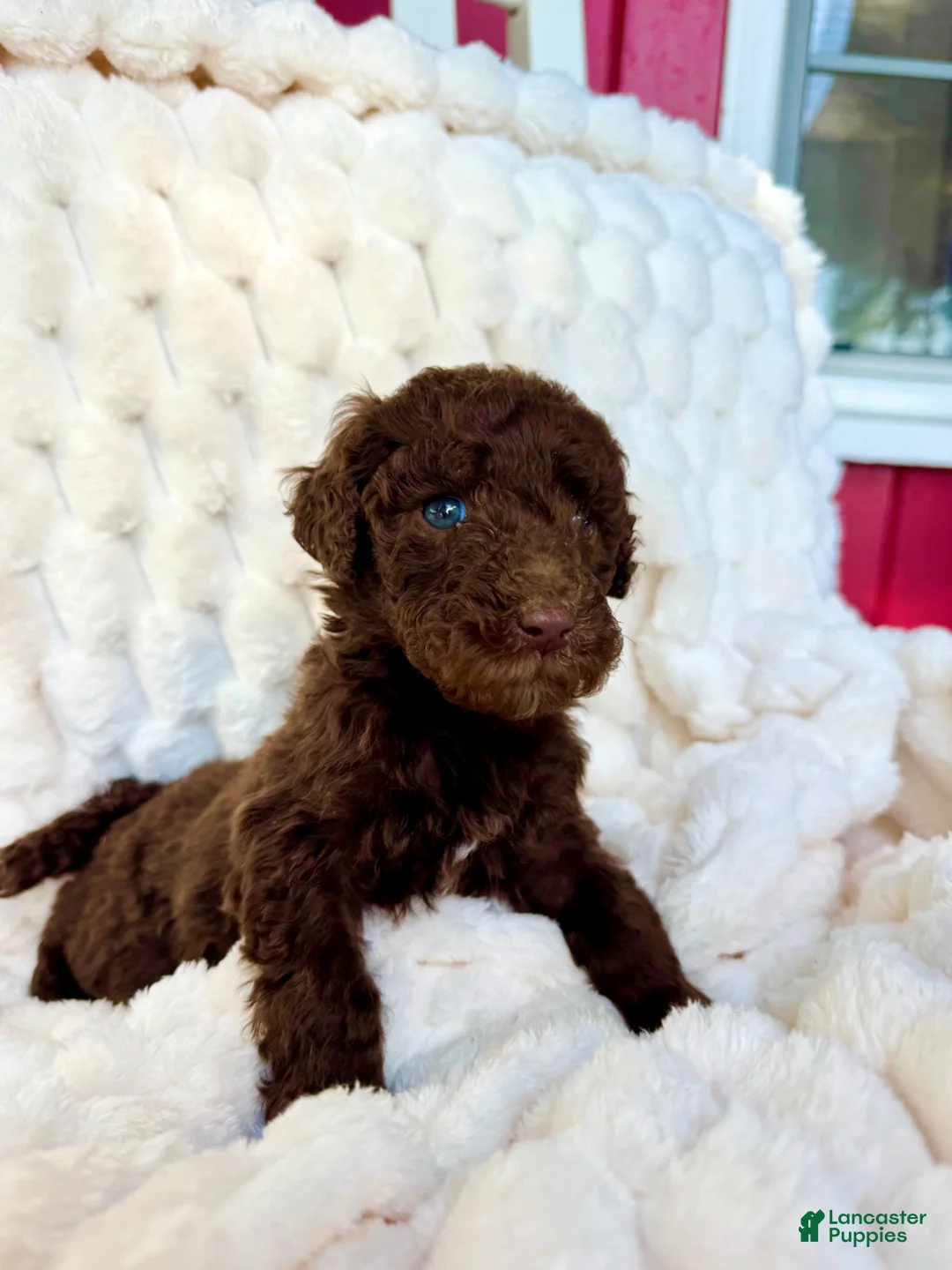 Standard Poodle dogs for sale: Standard Poodle Puppy 5 - Ad 1