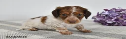 Miniature Dachshund dogs for sale: Bradly - Ad 3