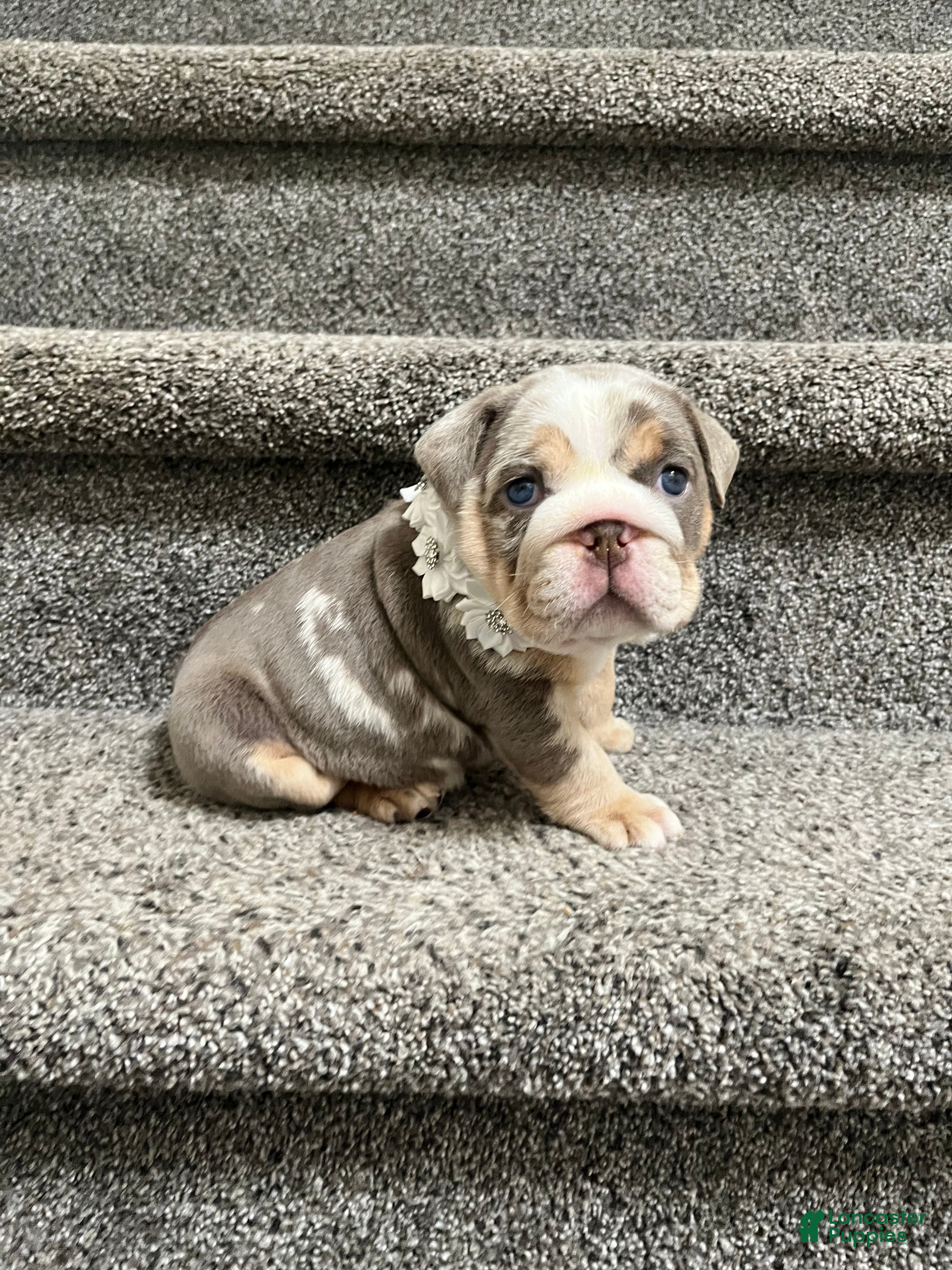 English Bulldog dogs English Bulldog Puppy 2 - Ad 1