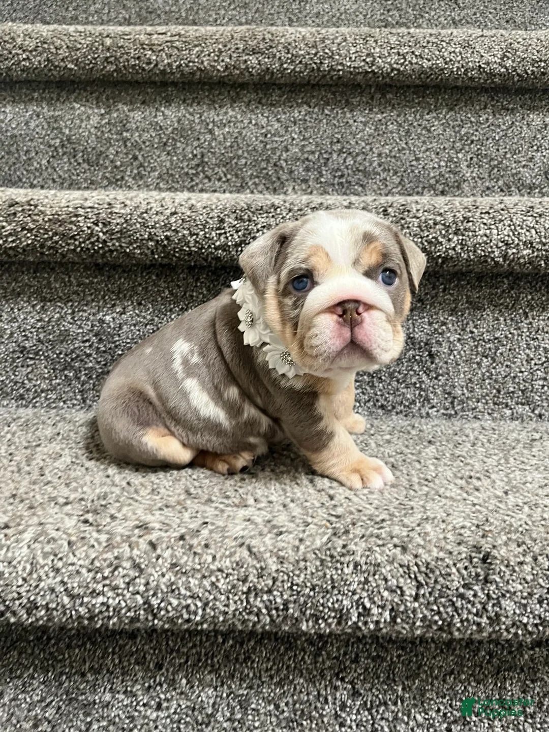 English Bulldog dogs for sale: English Bulldog Puppy 2 - Ad 1