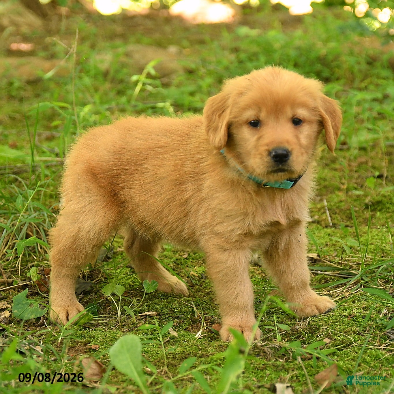 Golden Retriever dogs Dulcia - Ad 1