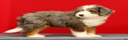 Mini Bernedoodle dogs for sale: Stormy - Ad 2