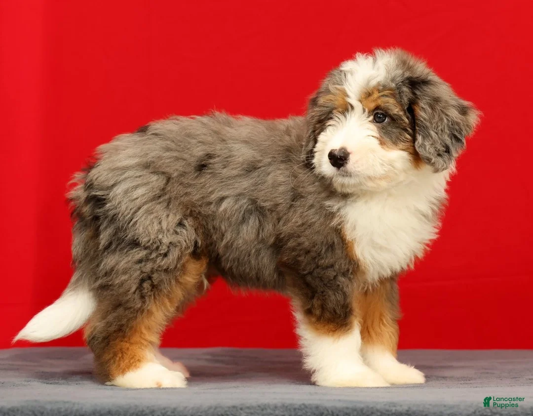 Mini Bernedoodle dogs for sale: Stormy - Ad 2