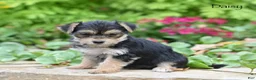 Morkie dogs for sale: Daisy - Ad 4
