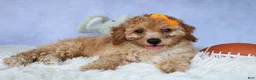Miniature Poodle dogs for sale: WAYNE - Ad 3