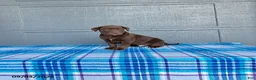 Labrador Retriever dogs for sale: Charlie - Ad 3