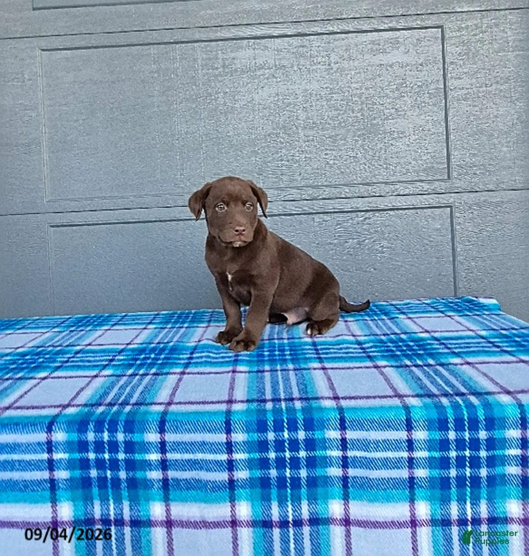Labrador Retriever dogs for sale: Charlie - Ad 3