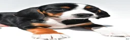 Beagle dogs for sale: Rhoda - Ad 7