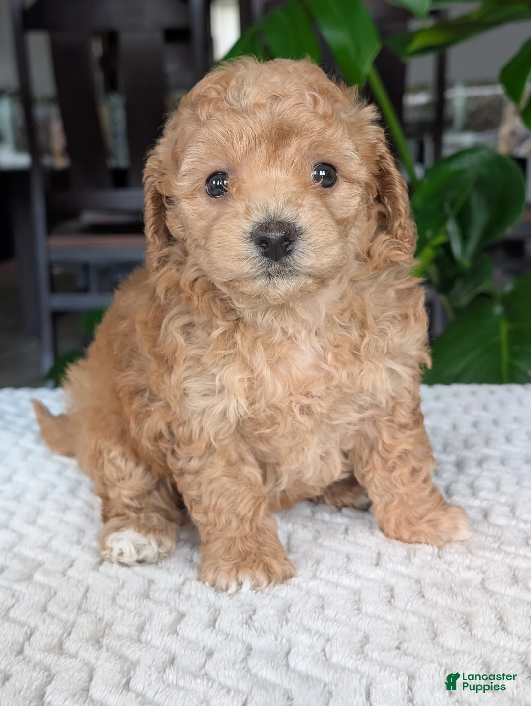 Bichpoo dogs for sale: Kylie - Ad 2