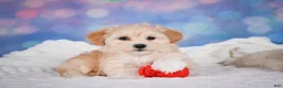 Maltipoo dogs for sale: Maggie - Ad 7