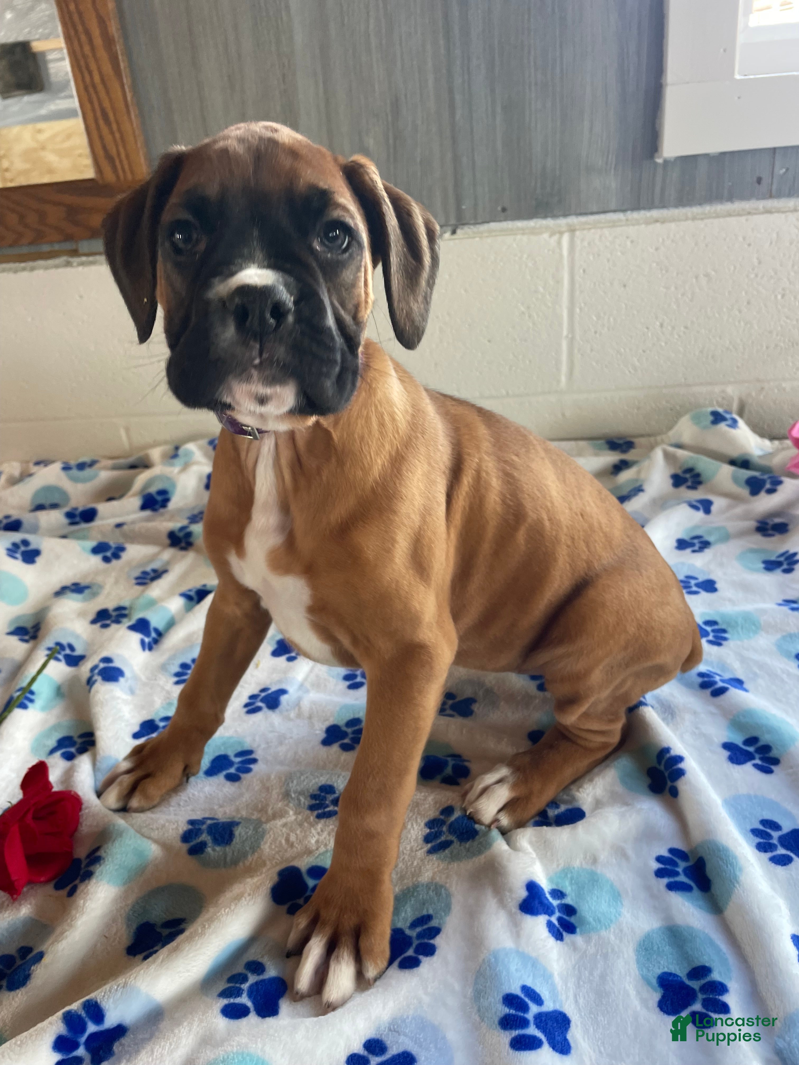 Boxer dogs Bambi - Ad 27
