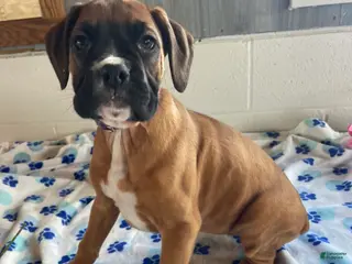 Boxer dogs Bambi - Ad 27