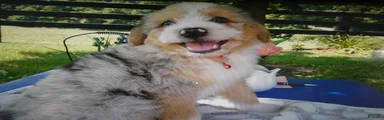 Mini Aussiedoodle 7 Marble