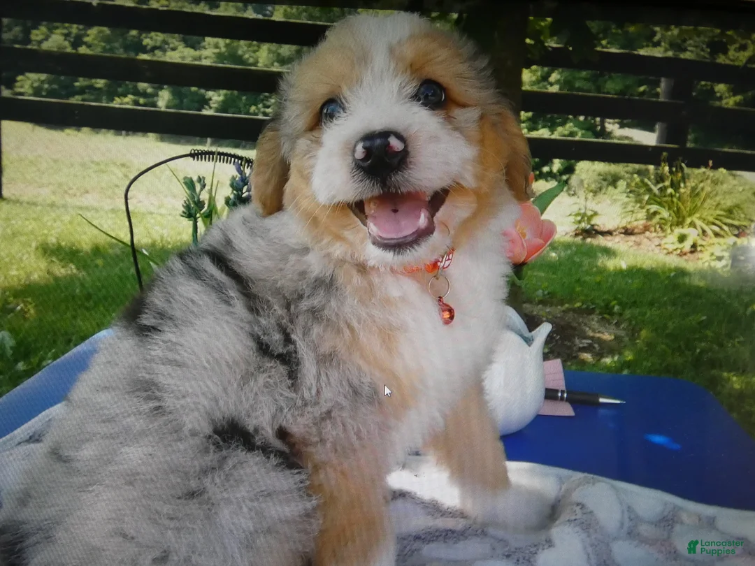 Mini Aussiedoodle dogs for sale: Mini Aussiedoodle 7 Marble - Ad 1