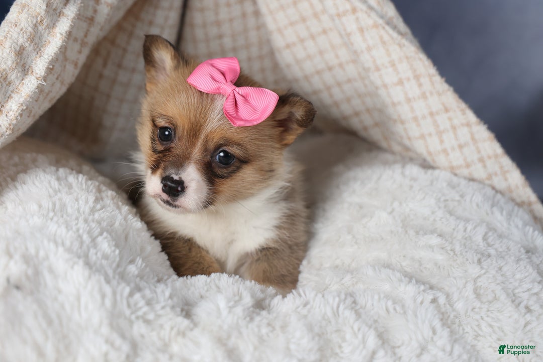 Welsh Corgi Pembroke dogs for sale: TWILIGHT - Ad 10