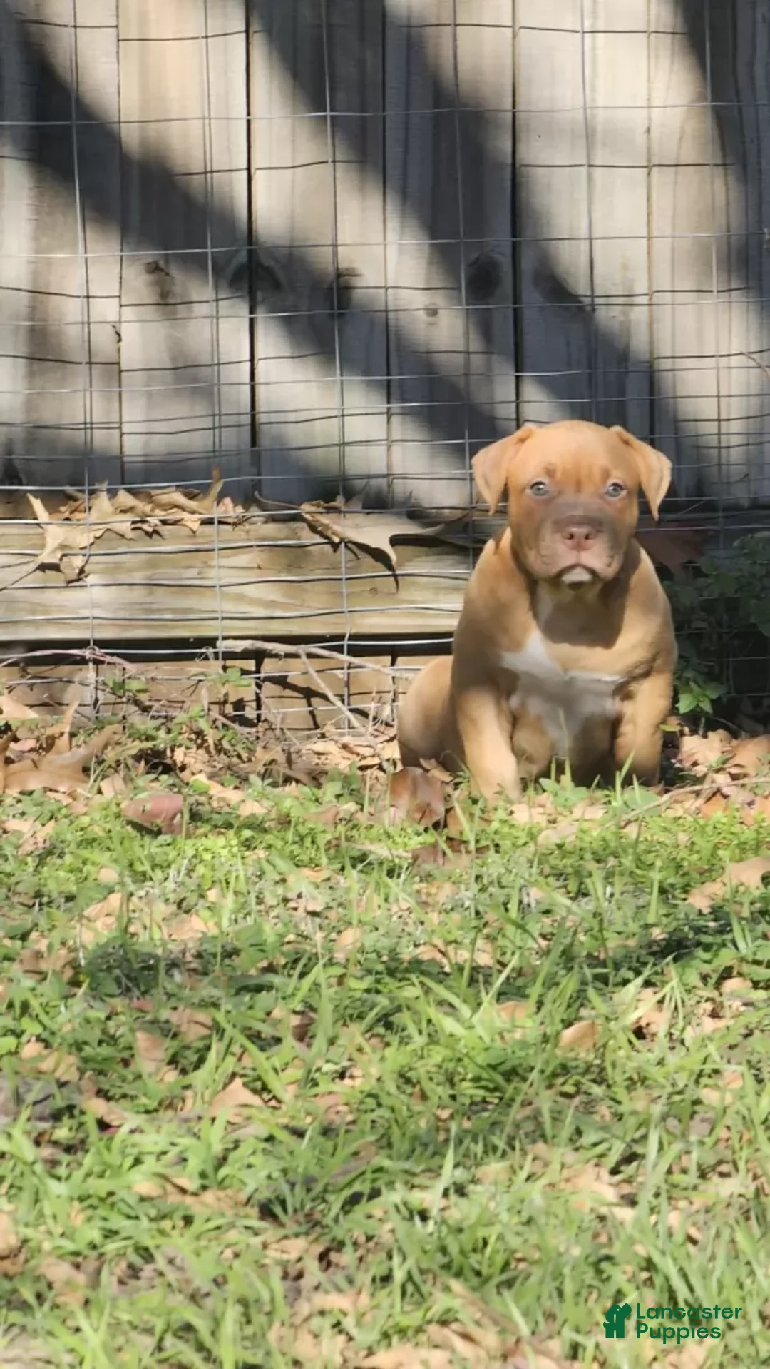 American Bully dogs for sale: American Bully Puppy 1 - Ad 4
