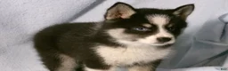 Pomsky dogs for sale: Phil - Ad 2