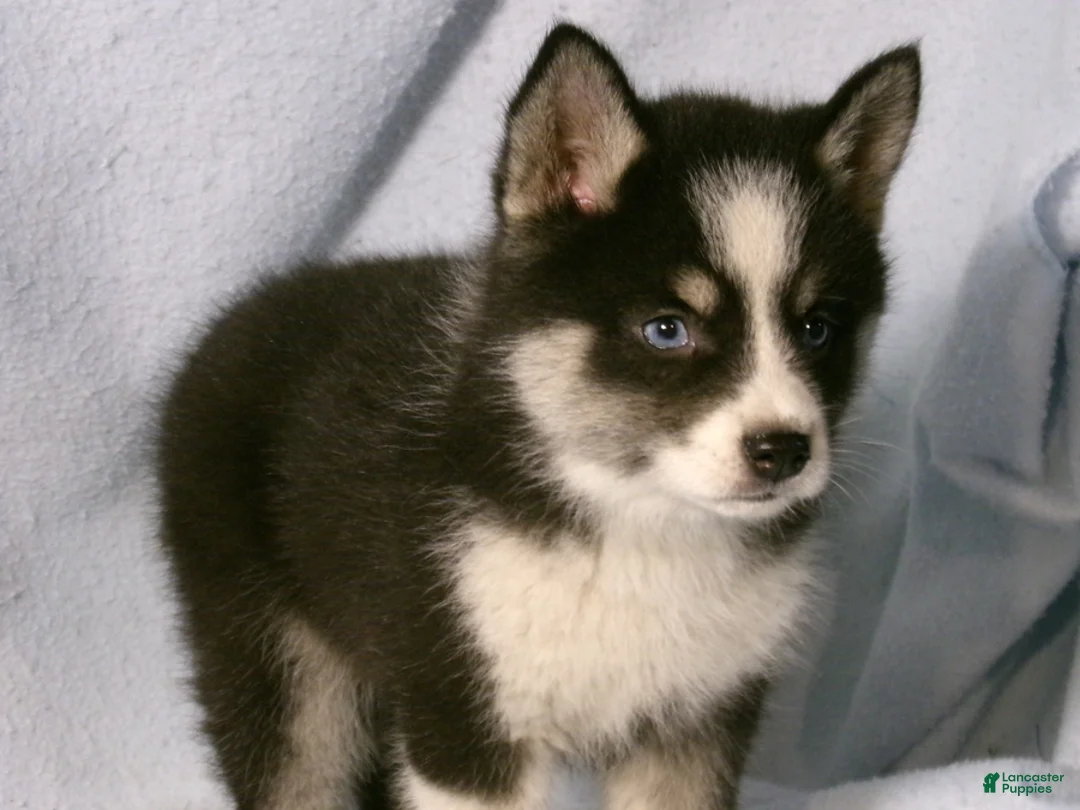 Pomsky dogs for sale: Phil - Ad 2