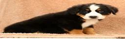 Bernese Mountain Dog dogs for sale: Jemma - Ad 8