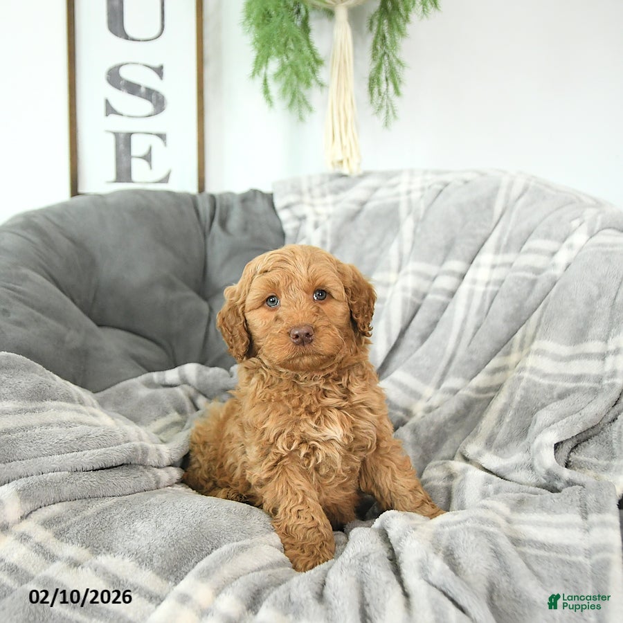 Mini Goldendoodle dogs Cupid - Ad 2